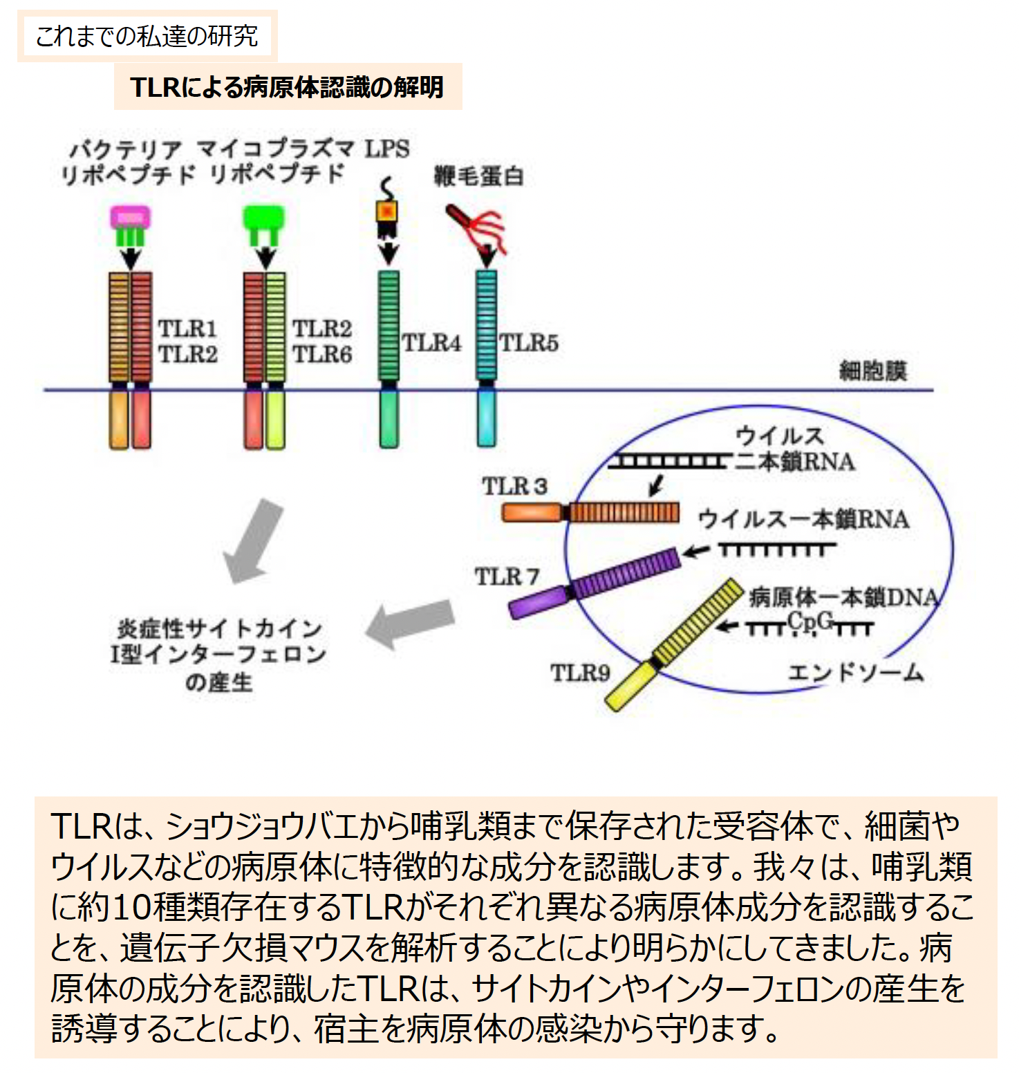 これまでの私たちの研究